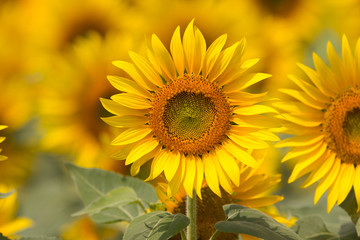 Fototapeta premium ヒマワリ畑