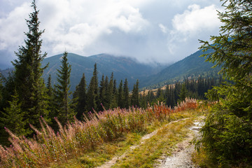 Gorgeous mountain view with sky and trees. Trail in Carpathian.