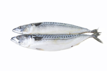mackerel fish