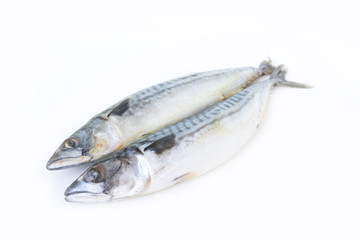 mackerel fish