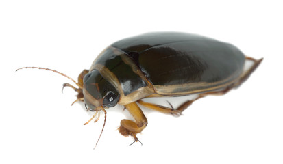 Great diving beetle, Dytiscus marginalis isolated