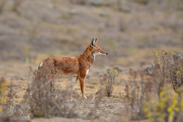 Loup d'Abyssinie 2