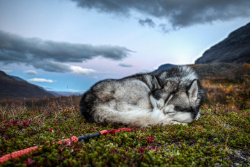 Siberian Husky is sleeping in autumn © Jens Ottoson