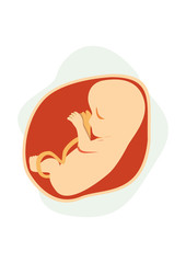 Pregnant fetus