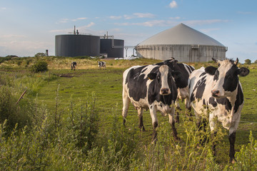 Biogas plant with Cows - obrazy, fototapety, plakaty