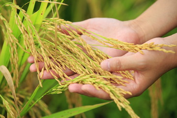 hand hold ripe  rice grain at field