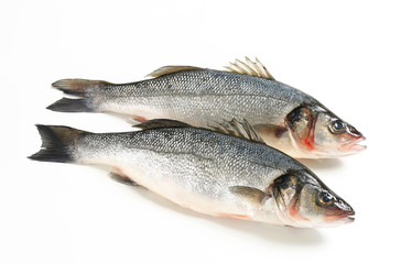 Two fresh sea bass fish