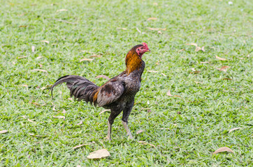 beautyful thai Roosters