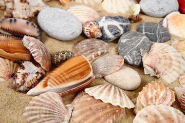 sea shells and yellow sand