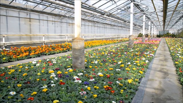 Fr&uuml;hling im Gew&auml;chshaus