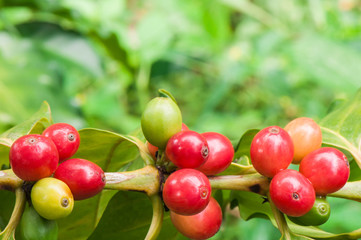 Arabica coffee on tree branch