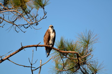 Osprey in the wild