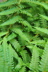 Fototapeta na wymiar green leafy background from the forest