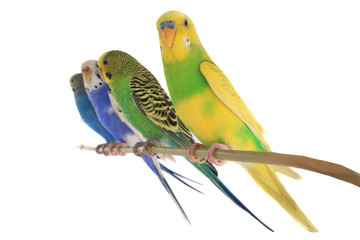budgie