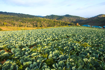 Fototapeta na wymiar Planting cabbage