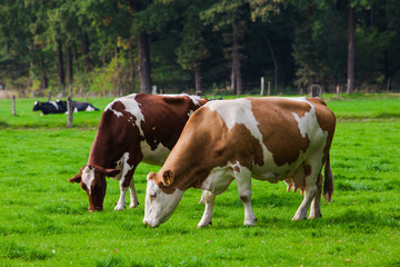 Fototapeta na wymiar Cows on green meadow