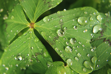 green leaf and water drops