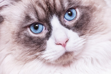 Gatto Siberiano di variet&agrave; Neva Masquerade