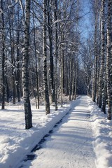 Snow alleyway in a Winter Park XXXL