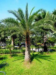 Oil palm plants