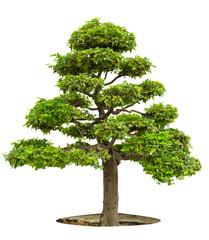 Bonsai Baum