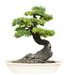 Abwaschbare Fototapete Bonsai Bonsai Baum