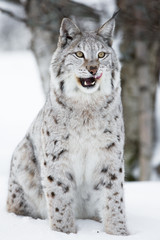 Lynx sitting in the snow and licking lips