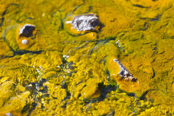 Colorful Algae at Lake Bogoria, Kenya