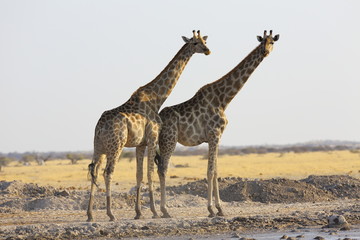 Obraz na płótnie Canvas Giraffe's at waterhole