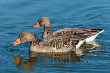 Fototapeta premium Greylag Goose, Anser anser
