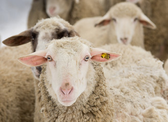 Sheep portrait