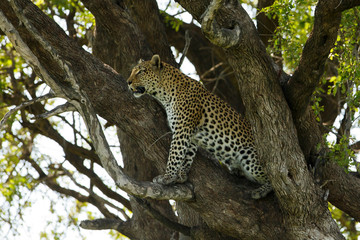 Leopard sitzt im Baum