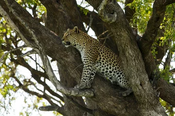 Foto op Canvas Leopard sitzt im Baum © Nadine Haase