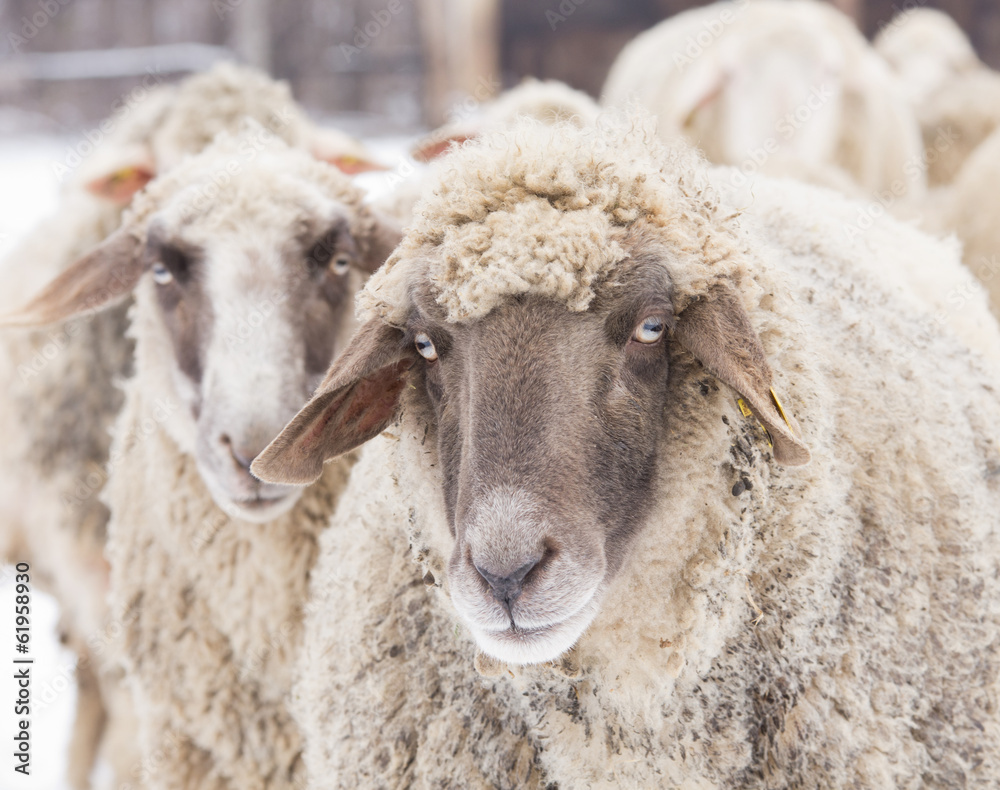 Wall mural Sheep portrait