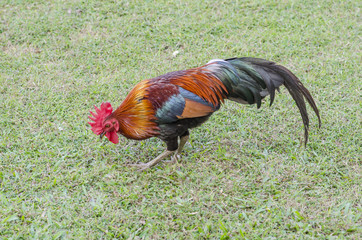 beautyful thai Roosters