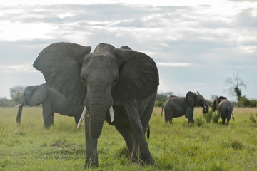 Fototapeta na wymiar Drohender Elefantenbulle