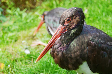 Black Stork (Ciconia nigra) is a large wading bird