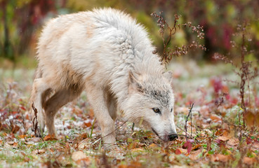 Blonde Wolf (Canis lupus) Sniffs to the Right