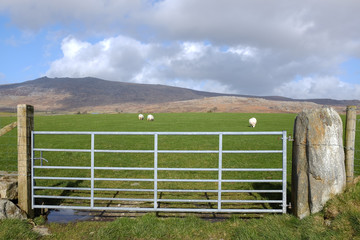 Metal gate, sheep grazing.