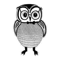 Owl illustration