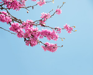 Spring flowers (Cercis siliquastrum) against blue sky.