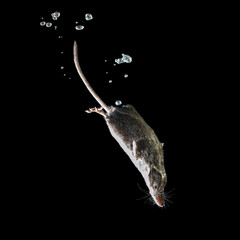 Foraging Water Shrew, a Rare Aquatic Mammal isolated on black