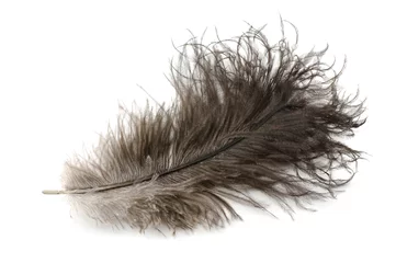 Foto op Aluminium Struisvogel Ostrich feather