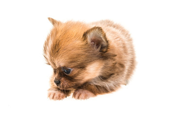 Chihuahua puppy