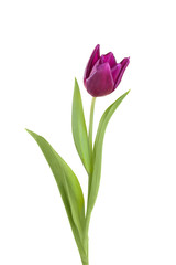 tulip flower  on a stem with leaves