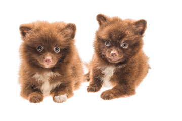 Fototapeta premium Pomeranian spitz puppy