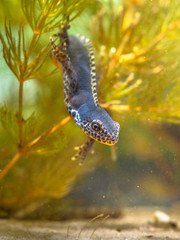 Submersed Alpine Newt resting in Vegetation