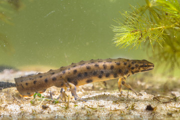 Submersed Common Newt