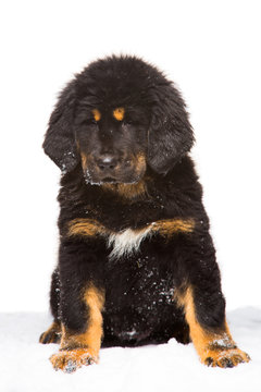 Black And Red Puppy Of Tibetan Mastiff