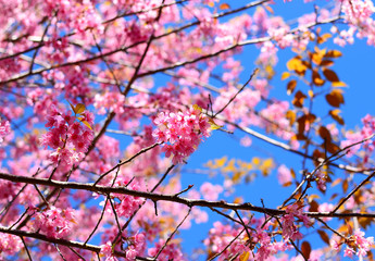 Spring Cherry Blossom